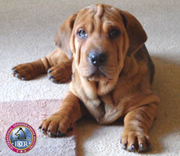 ba shar puppies ba shar bashar information and pictures international designer canine registry ba shar puppies ba shar bashar information and pictures international designer canine registry