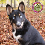 Alaskan Shepherd