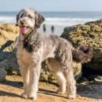 Aussiedoodle
