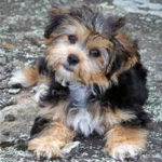 Yorkie Poo