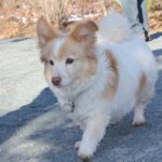 Corgipoo