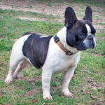 Frenchton