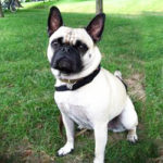 Frug