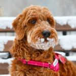 Goldendoodle