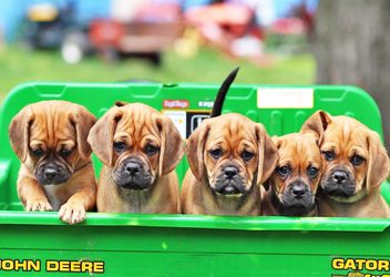 Click here to see Puppies available