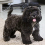 Shih-Poo