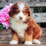 Aussiedoodle