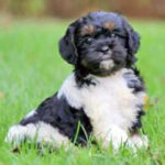 Cavapoo
