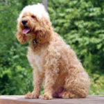 Cockapoo