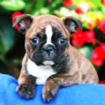 Frenchton