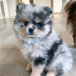 Pomchi