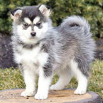 Pomsky