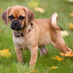 Puggle