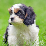 Cavapoo