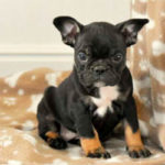Frenchton