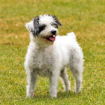 Jackapoo