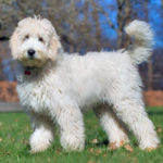 Labradoodle