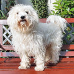 Westiepoo